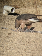 Accipiter cooperii