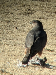 Accipiter cooperii