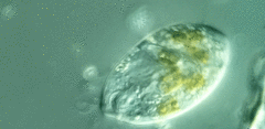 Anisonema acinus