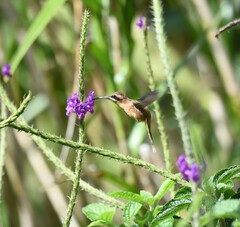 Phaethornis striigularis