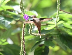 Phaethornis striigularis