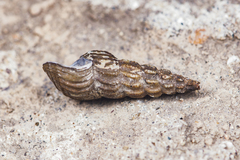 Semisulcospiridae