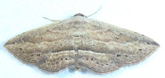 Hyposada hydrocampata