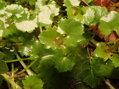 Campanula poscharskyana