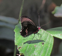 Parides anchises nielseni