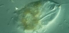 Anisonema acinus