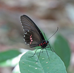 Parides anchises nielseni