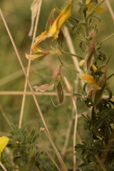 Ononis natrix