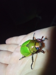 Pelidnota semiaurata