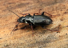 Pterostichus oblongopunctatus