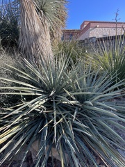 Yucca baccata