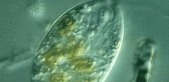 Anisonema acinus
