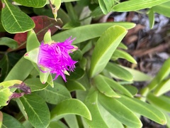 Carpobrotus dimidiatus