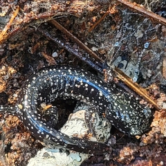 Plethodon grobmani
