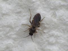 Forcipomyia