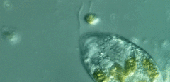 Anisonema acinus