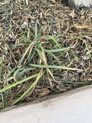 Forestiera pubescens