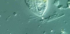 Anisonema acinus
