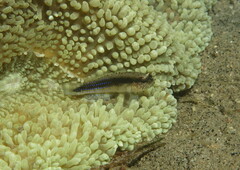 Asterropteryx striata