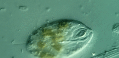 Anisonema acinus
