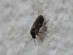 Forcipomyia