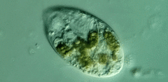 Anisonema acinus