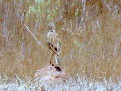 Macronyx capensis capensis