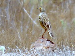 Macronyx capensis capensis