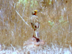 Macronyx capensis capensis