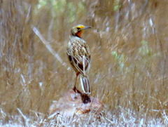 Macronyx capensis capensis
