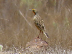 Macronyx capensis capensis