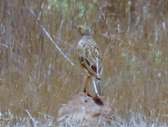 Macronyx capensis capensis