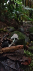 Lanatulae