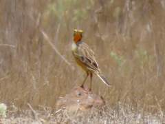 Macronyx capensis capensis