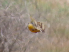 Macronyx capensis capensis