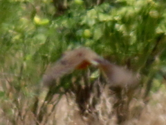 Macronyx capensis capensis