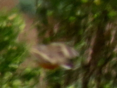 Macronyx capensis capensis