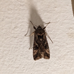Autographa gamma