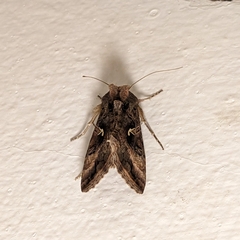 Autographa gamma
