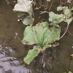 Petasites radiatus