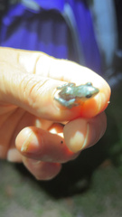 Eleutherodactylus cystignathoides