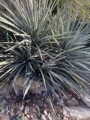 Yucca baccata