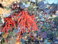 Corallium rubrum