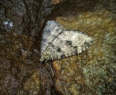 Triphosa dubitata