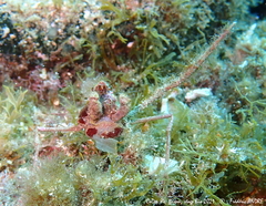 Inachus phalangium