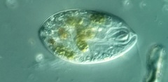 Anisonema acinus