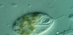 Anisonema acinus
