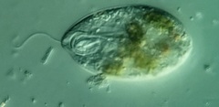 Anisonema acinus