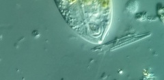 Anisonema acinus
