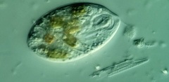 Anisonema acinus